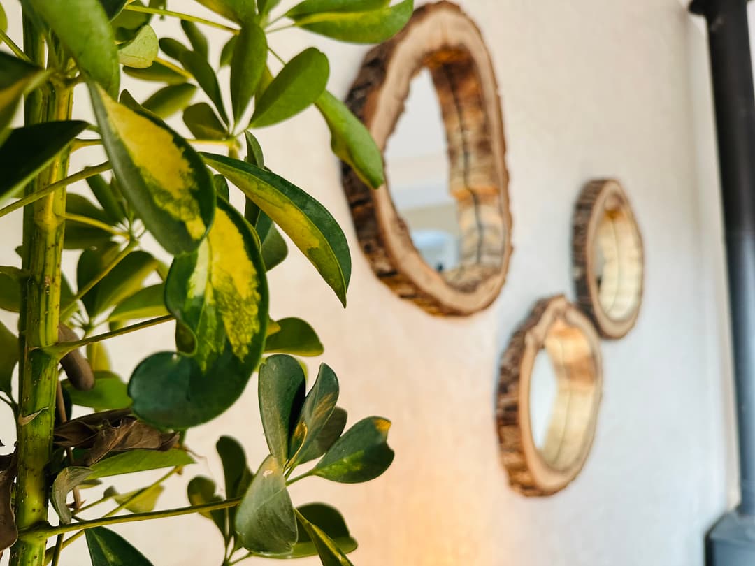 petitIguaneIfradenTitle